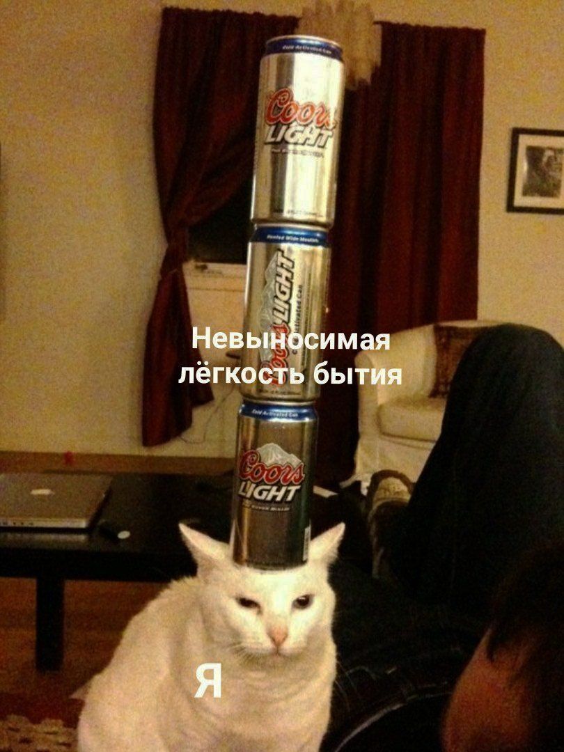 Кот с пивом на голове
