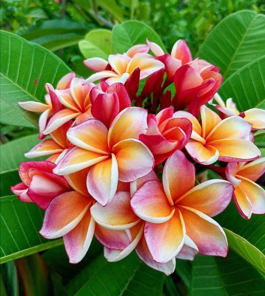 My favorite flowers 🌺🌹