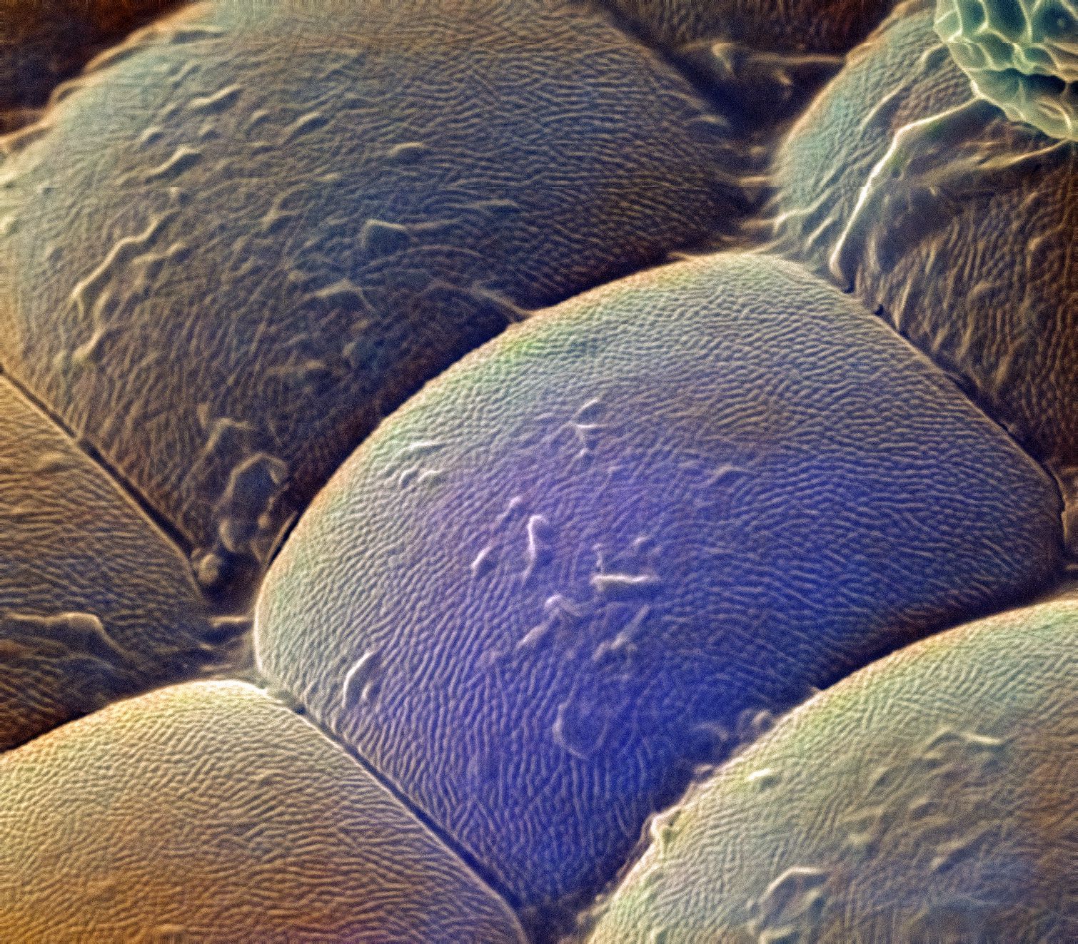 Мошка астраханская фото под микроскопом