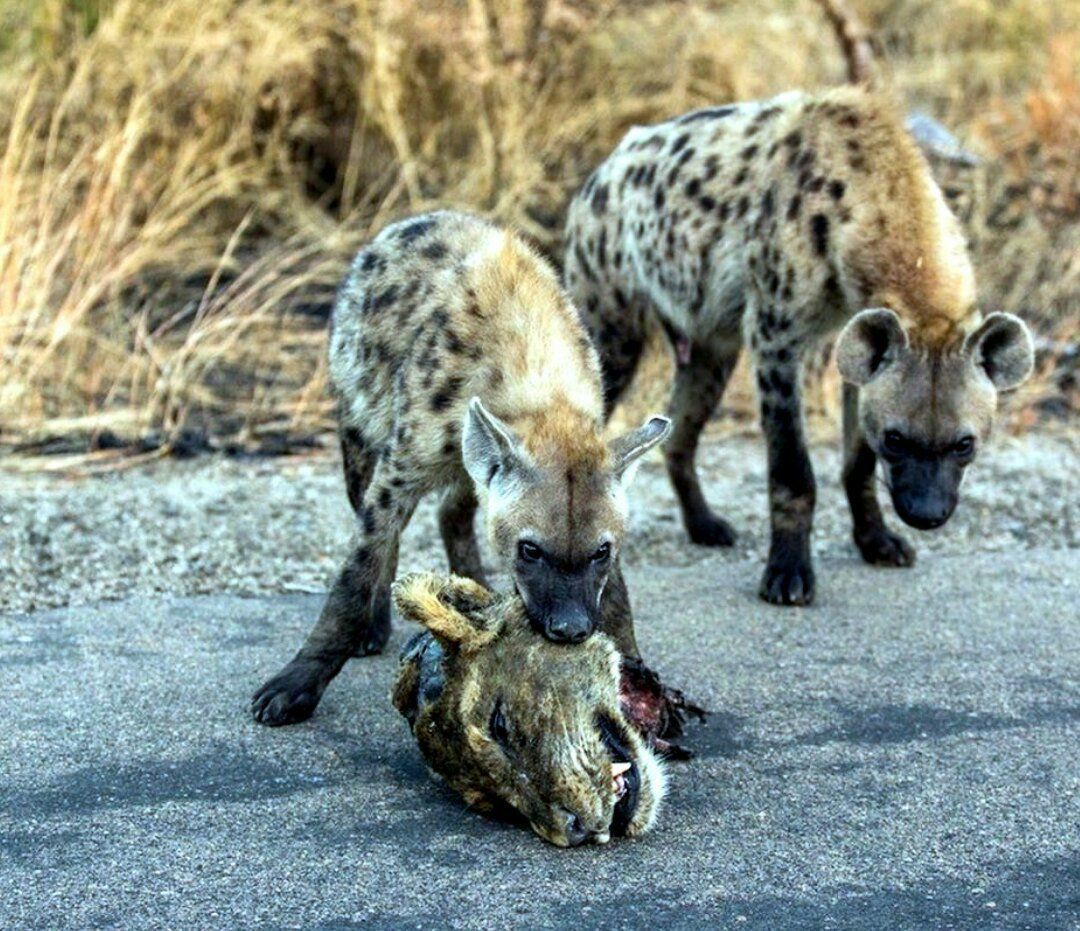 Национальный парк Крюгера гиена