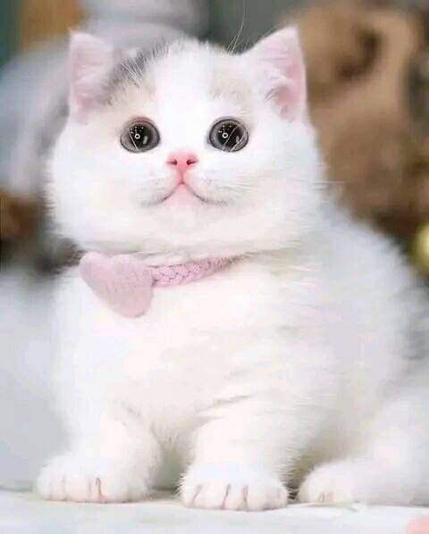 Beautiful cute cat 🐈🐈🐈🤩🥰